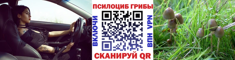 купить наркотики цена ссылка на мегу как зайти Псилоцибиновые грибы Psilocybine cubensis Сосенский